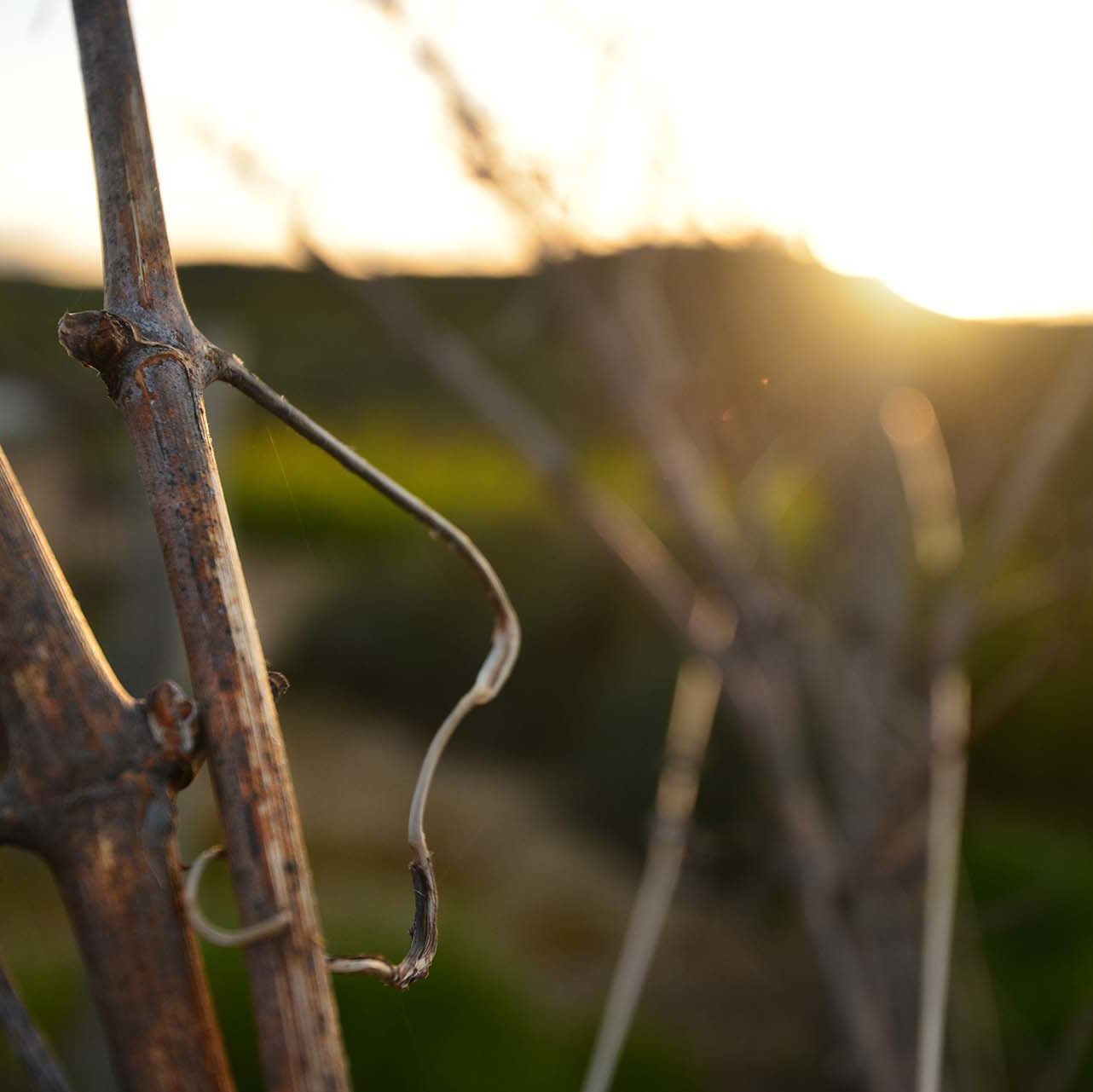 stylized photo of grapevine in front of sunset background