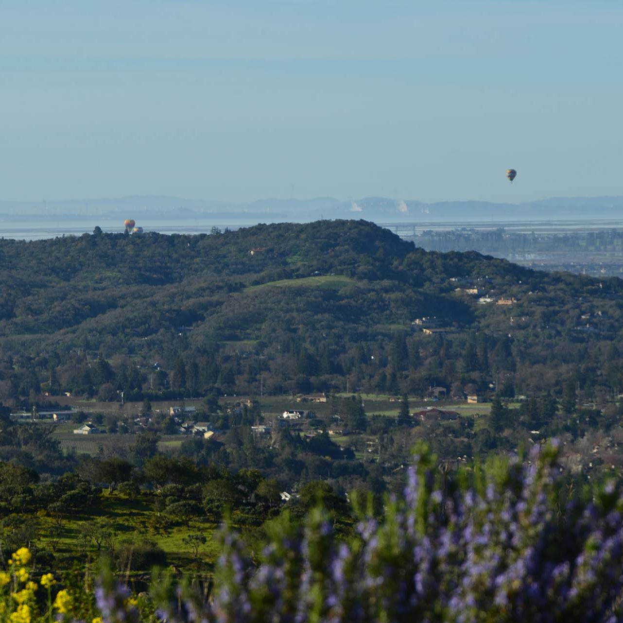 photo from vineyard of lavender and flowers in foreground, hot air balloon and bay in the background